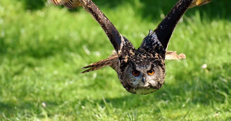 Observer les animaux sauvages : les meilleurs parcs naturels à visiter